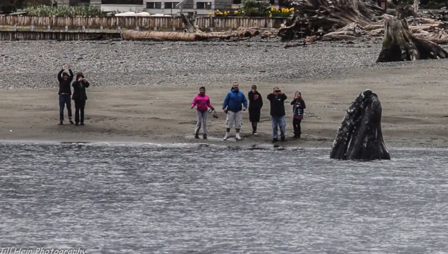 whale near shore on Whidbey