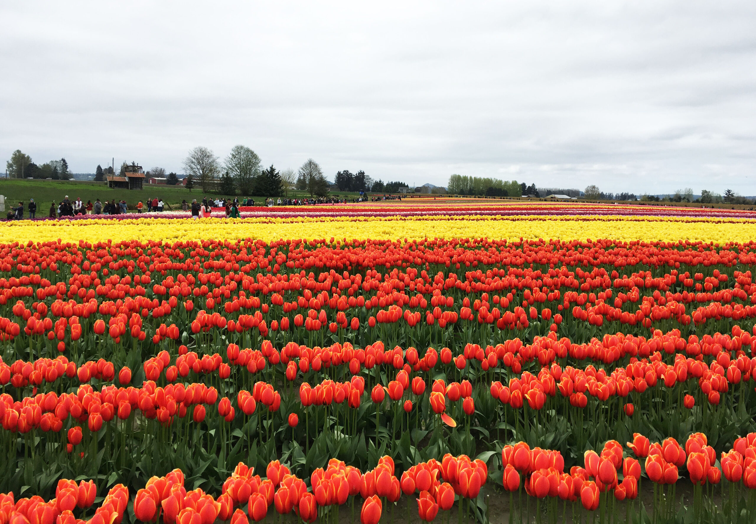 Whidbey Island Spring events Holland Happening