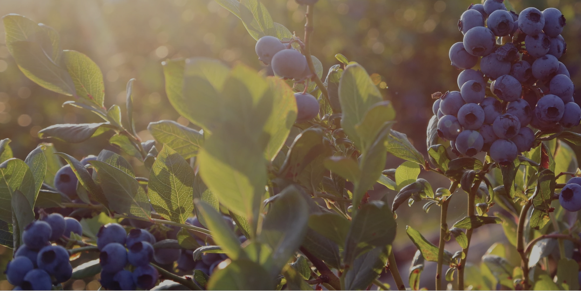 bluesberry festival on Whidbey Island