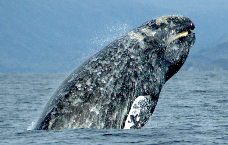 Whidbey Telecom Langley Whale Cam