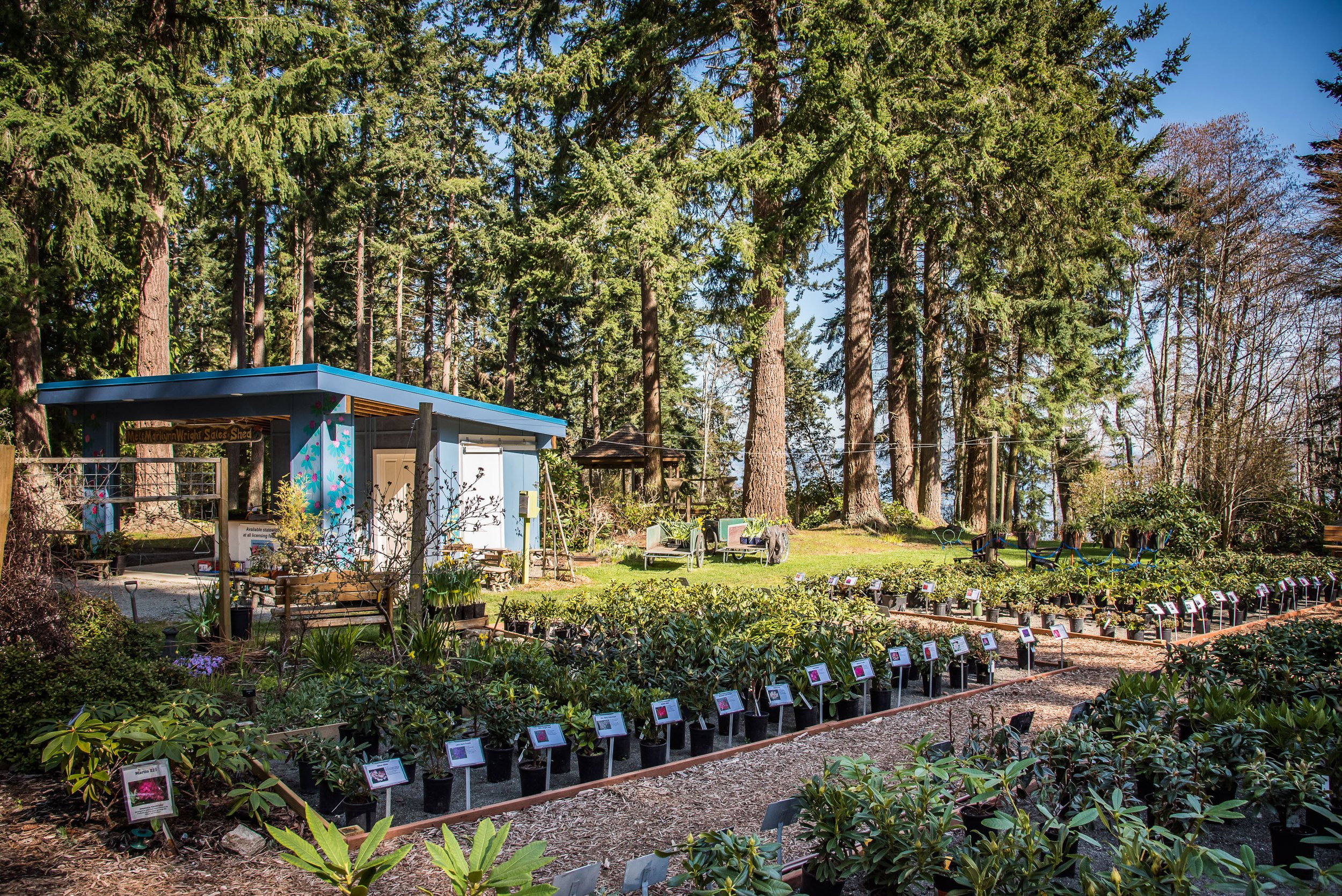 Meerkerk Gardens nursery opening Whidbey Telecom events