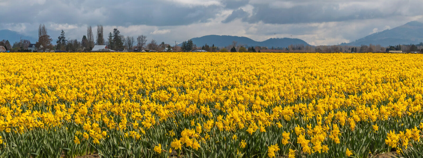 La Conner Daffodil Tour Event Whidbey