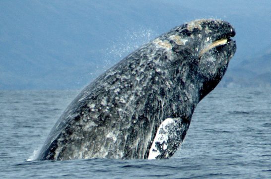 Langley Whale cam