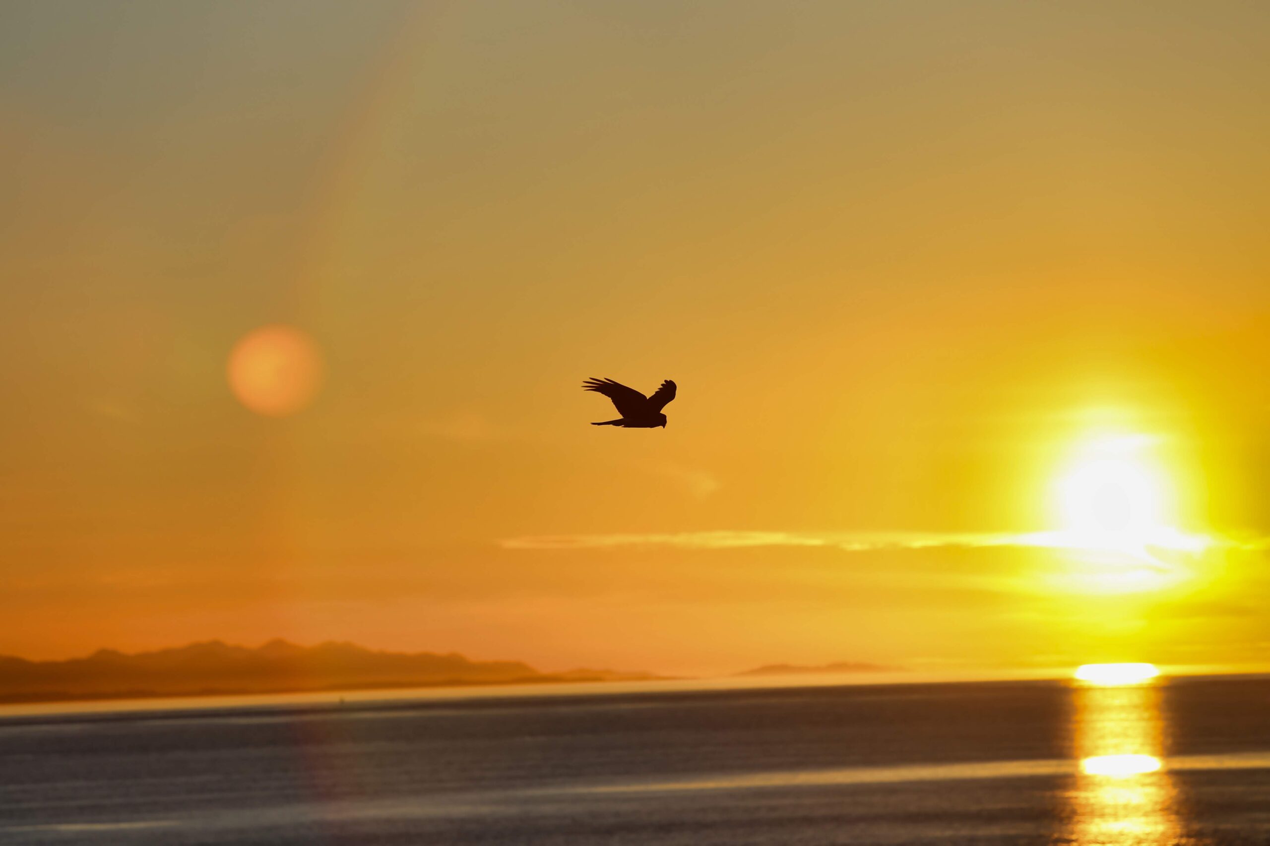 Wings Over Whidbey